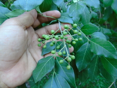 Zanthoxylum mazatlanum