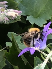 Bombus pascuorum