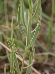 Thesium linophyllon