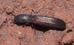 Colydium lineola