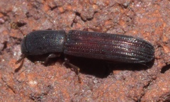 Colydium lineola