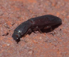 Colydium lineola