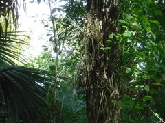 Tillandsia bartramii