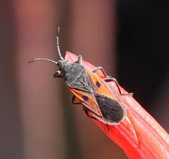Melanostethus capensis