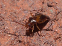 Ceratocapsus modestus