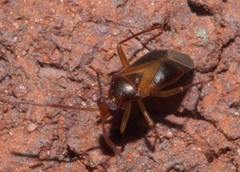 Ceratocapsus modestus