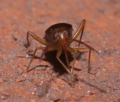 Ceratocapsus modestus