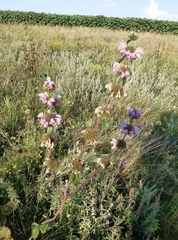 Phlomoides tuberosa