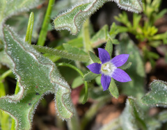 Githopsis specularioides