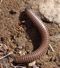 Acanthoiulus fuscipes