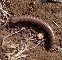 Acanthoiulus fuscipes