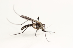 Aedes geniculatus