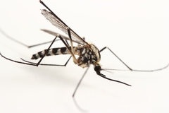 Aedes geniculatus