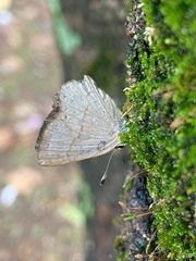 Euselasia euploea