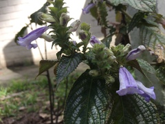 Strobilanthes auriculata