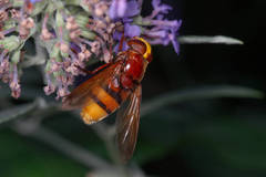 Volucella zonaria