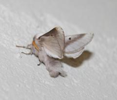 Bombycomorpha bifascia