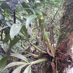 Maxillaria multifoliata