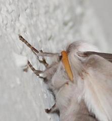Bombycomorpha bifascia