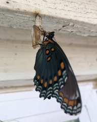 Limenitis arthemis