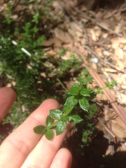 Galium cliftonsmithii