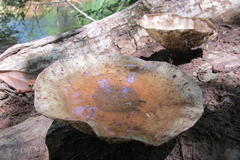 Lentinus sajor-caju