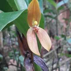 Maxillaria multifoliata