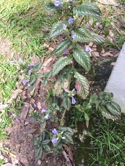 Strobilanthes auriculata