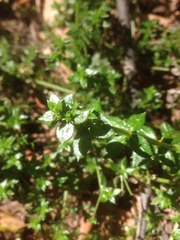 Galium cliftonsmithii