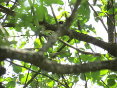 Vireo atricapilla