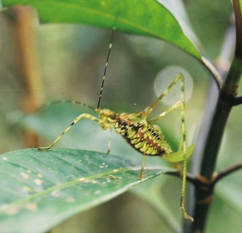 Katydids from Ranomafana, Madagascar on December 7, 2003 by vproenca ...