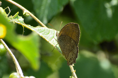 Pindis squamistriga