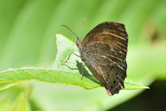 Pindis squamistriga