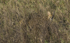 Leptailurus serval lipostictus