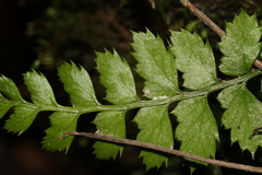 Parapolystichum acuminatum