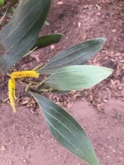 Acacia pellita