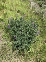 Lupinus arboreus