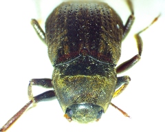 Helichus