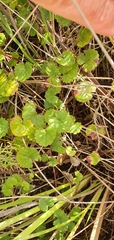 Centella eriantha