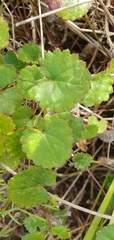 Centella eriantha