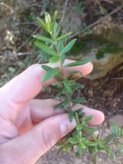 Lonicera subspicata subspicata