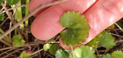 Centella eriantha