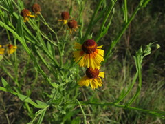 Helenium amphibolum