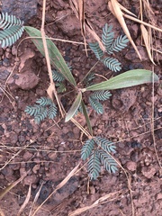 Acacia pellita