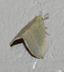 Drepanogynis olivescens