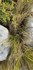 Centella eriantha