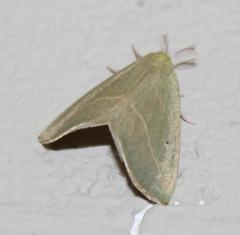 Drepanogynis olivescens