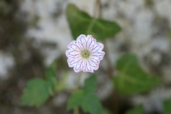 Geranium versicolor