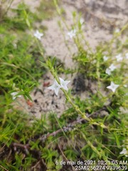 Hexasepalum apiculatum