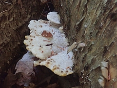 Pseudospongipellis delectans